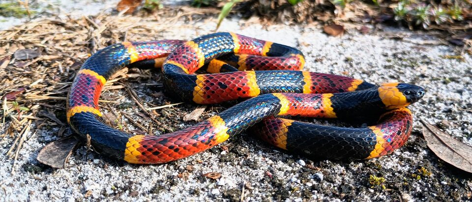 Photo of Eastern Coralsnake (undefined) uploaded from iNaturalist.
