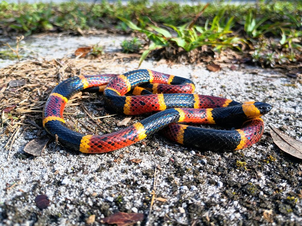 Eastern coral snake with red, yellow and black bands on sandy soil