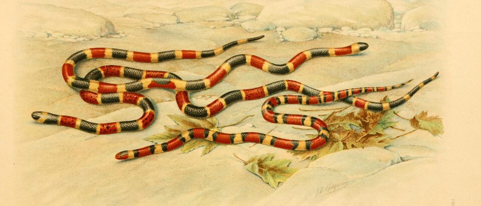 Current names Micruroides euryxanthus, Micrurus fulvius, Lampropeltis elapsoides, illustration published 1909 or before
