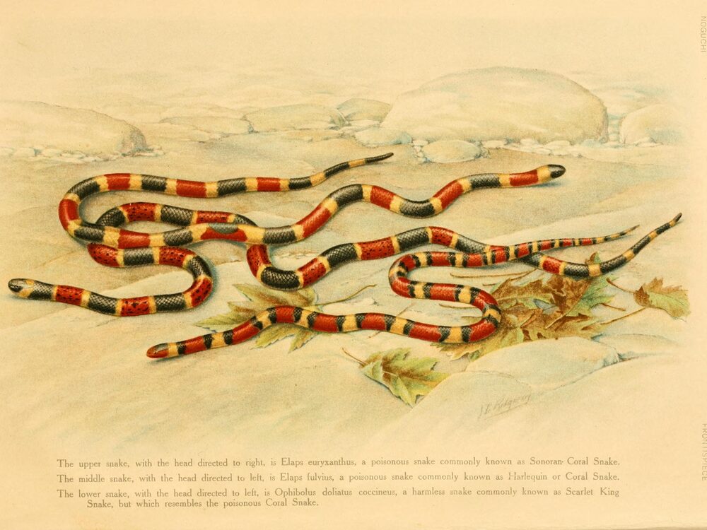Illustration comparing coral snake banding with two harmless mimic species