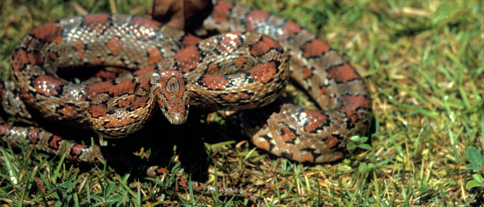 Corn Snake, NPSPhoto