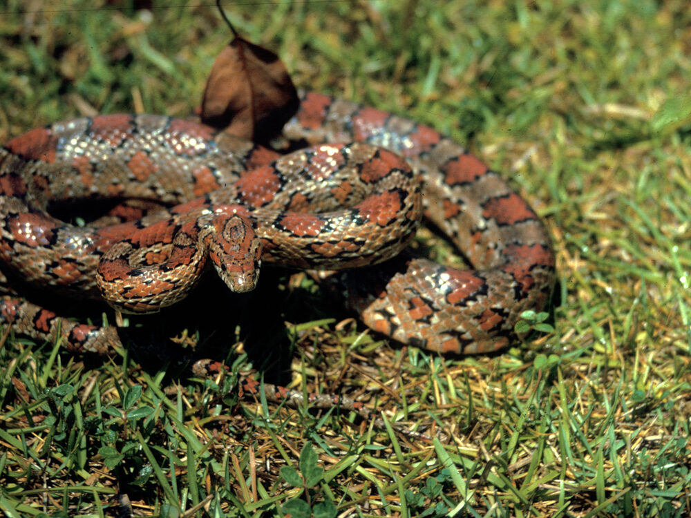 Corn snake coiled on grass with reddish blotches on its back
