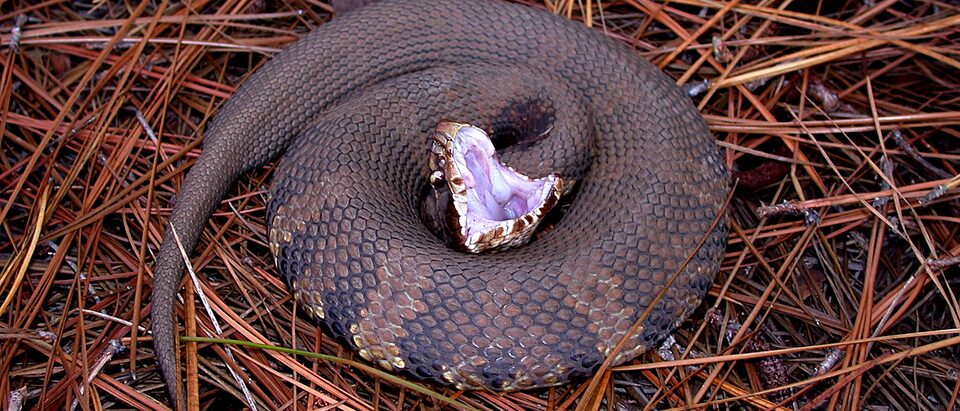 This 2005 photograph depicted an “eastern cottonmouth” snake, Agkistrodon p. piscivorus, as it was coiled atop a ground cover of pine needles. Startled, this snake had taken on a defensive posture, baring its fangs in a very aggressive manner.