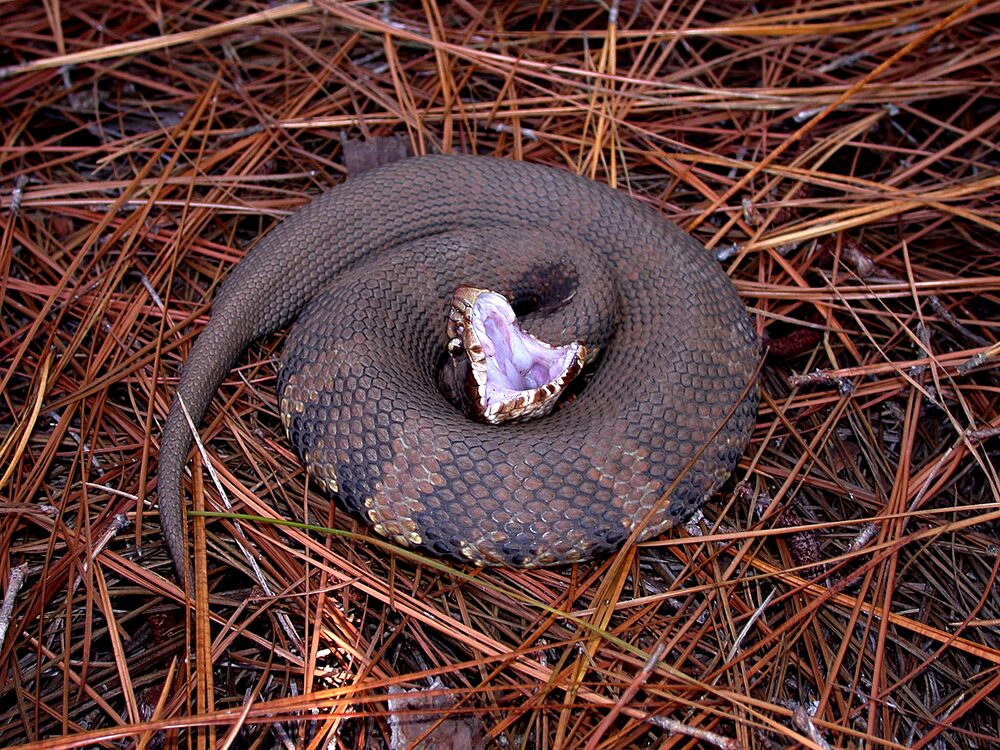 Cottonmouth coiled on pine straw with its white mouth open