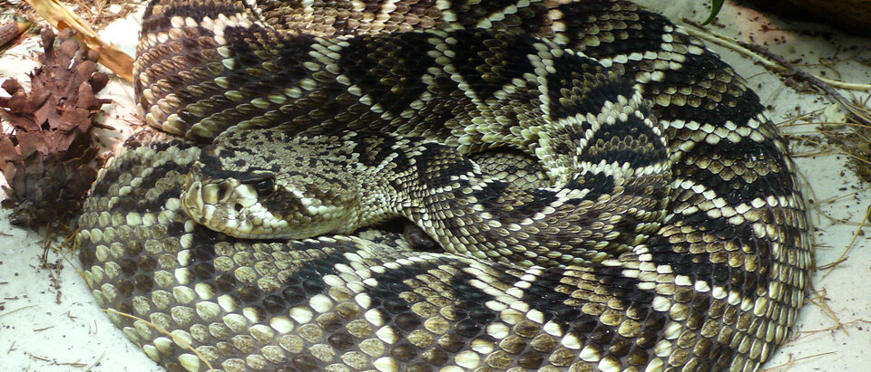 Eastern Diamondback Rattlesnake (Crotalus adamanteus)