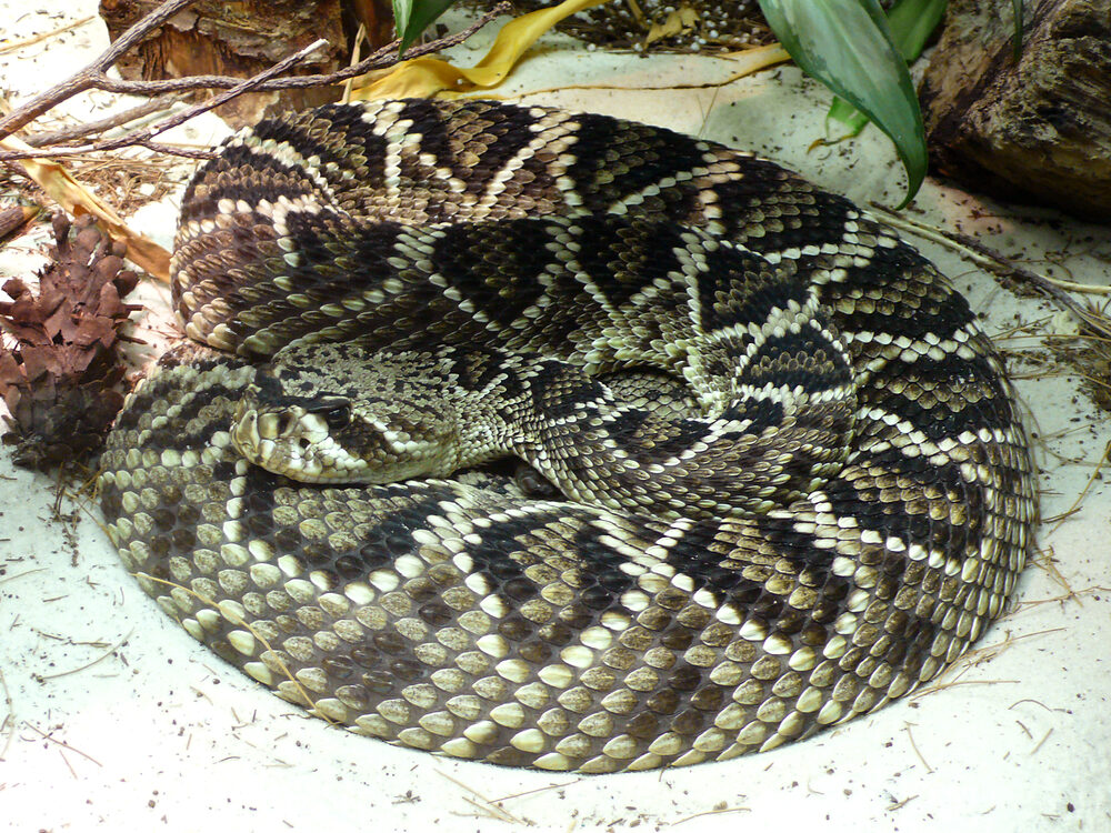 Eastern diamondback rattlesnake coiled with its diamond pattern visible