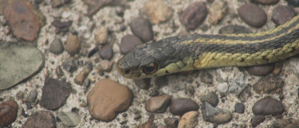 Garter Snake trying to warm itself up on a sidewalk.