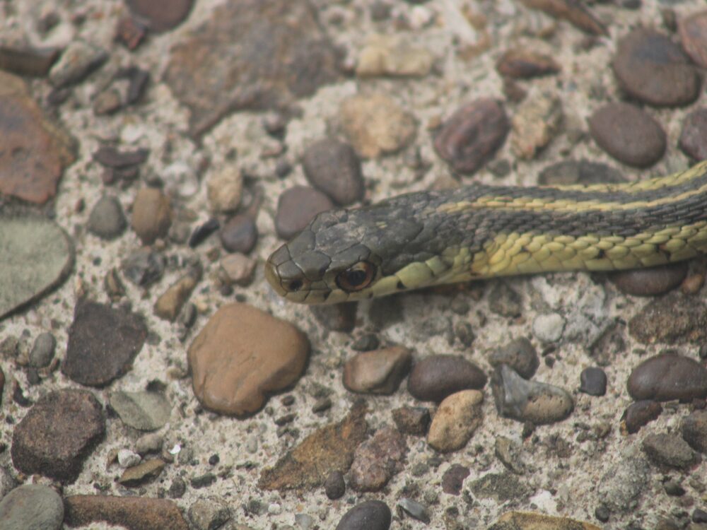 Garter snake with pale stripes sunning on the ground