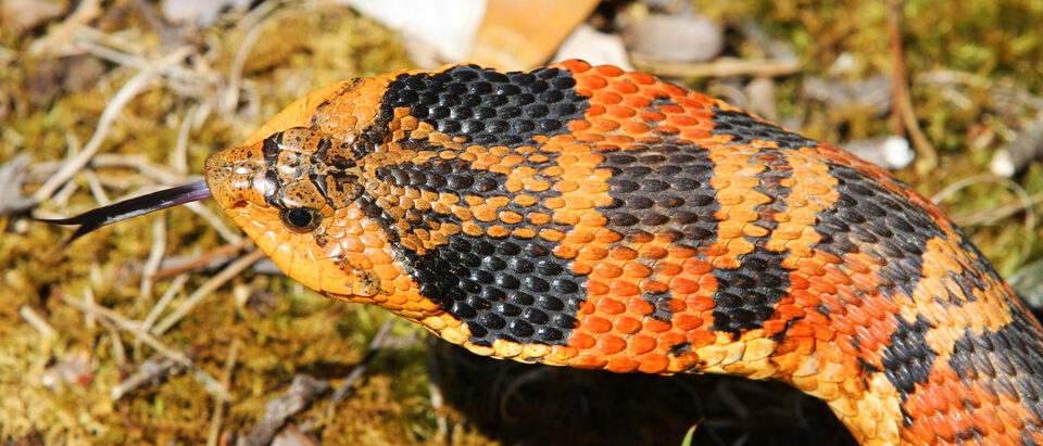 Eastern Hog-nosed Snake - Heterodon platirhinos, Meadowood Farm SRMA, Mason Neck, Virginia. I've only seen one of these before, and it was in captivity. What a thrill today to see one in the wild.