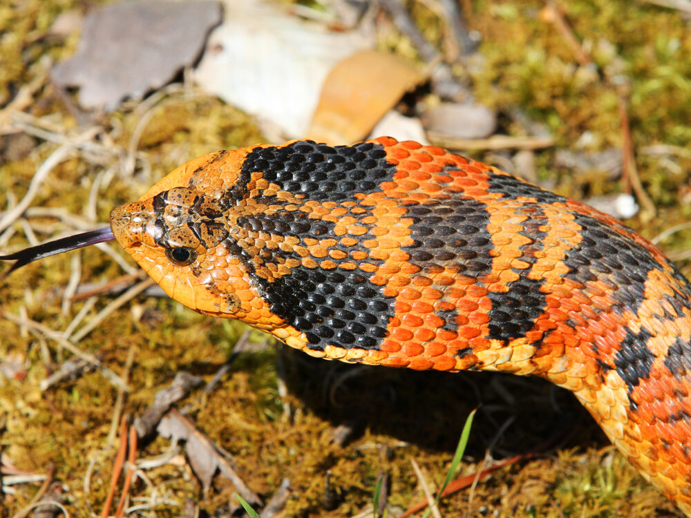 Eastern hog-nosed snake with dark blotches on orange ground color