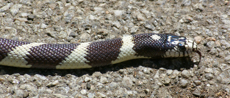 LIZARDS, SNAKES, FROGS, etc