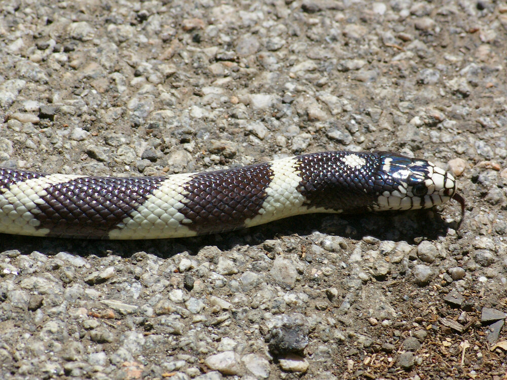 Eastern kingsnake with black and white chain pattern on gravel