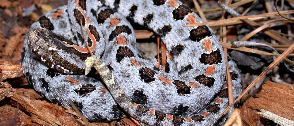 snake-pygmy