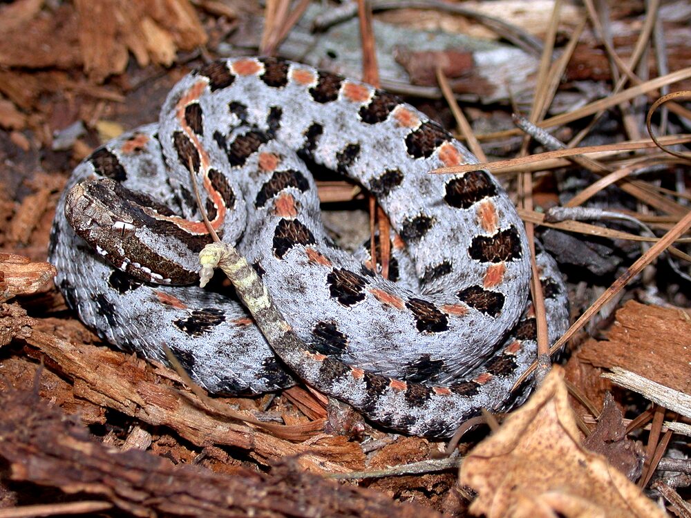 Pigmy rattlesnake coiled on bark, gray with dark blotches