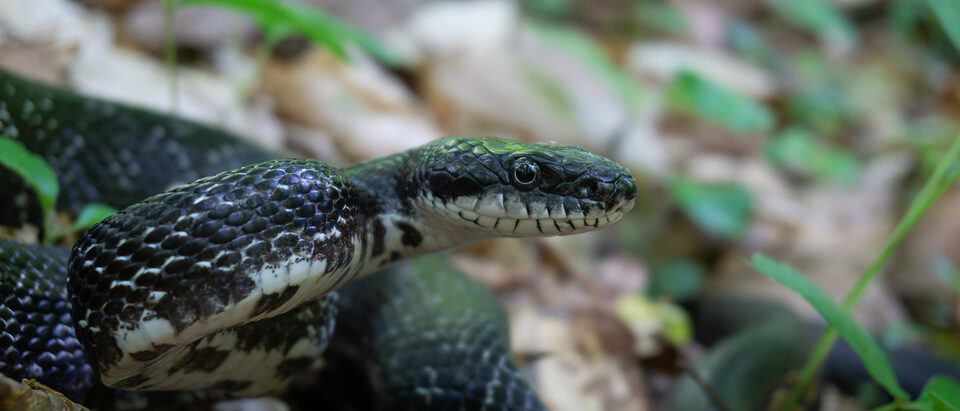Eastern &/or Gray Ratsnake of the Eastern/Gray species complex (Complex Pantherophis alleghaniensis), Rock Creek Park, District of Columbia, USA