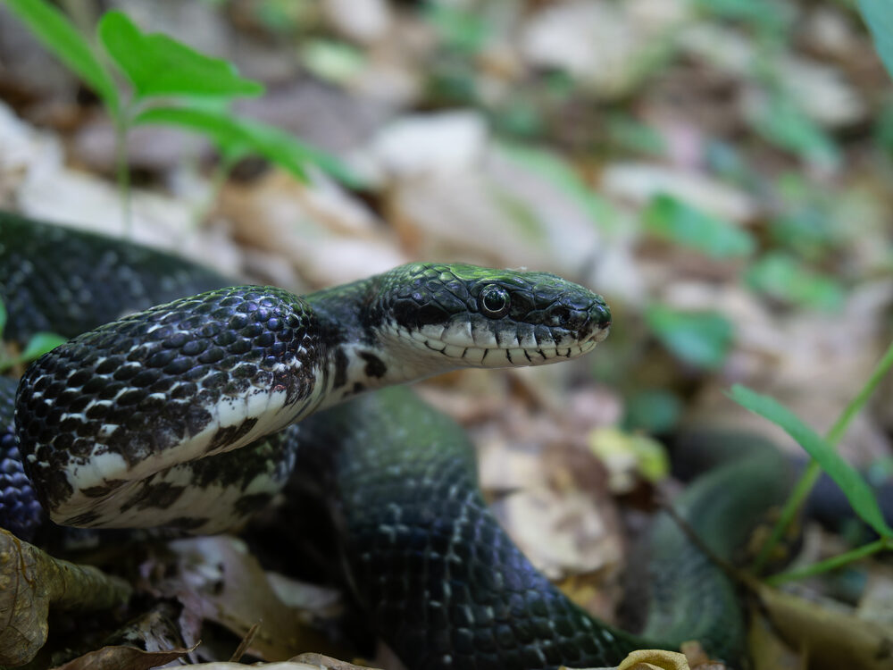 Eastern ratsnake, a long black snake resting in green vegetation