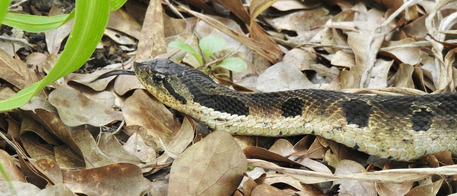 Eastern hognose snake in leaf litter