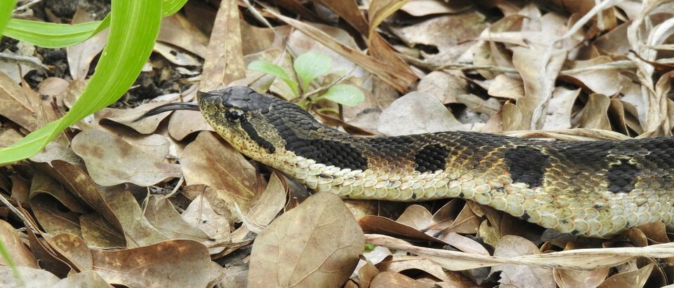 5 Best Snake Repellent Safe for Dogs (2026 Edition)