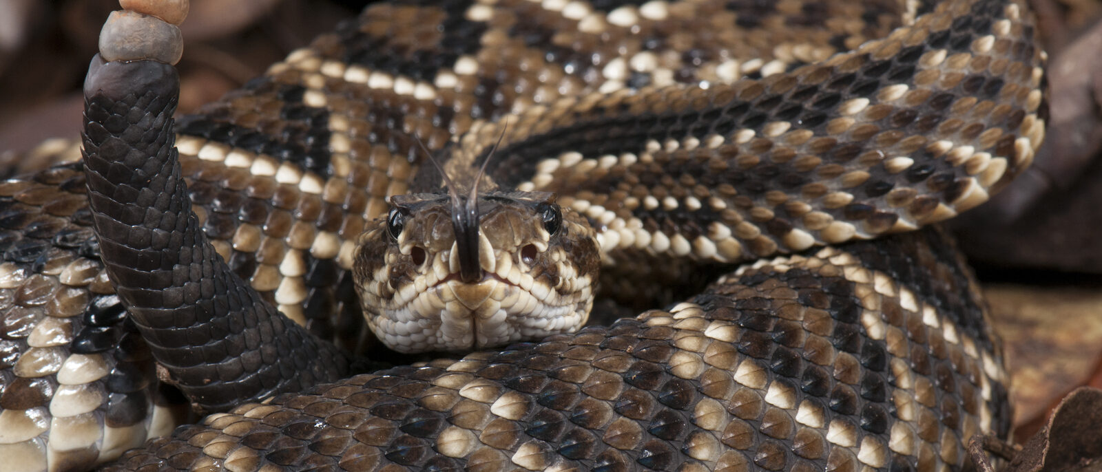 Cascavel - Crotalus durissus, espécie peçonhenta e muito popular, o guizo ou chocalho na ponta de sua cauda vibra na presença de predadores como um tentativa de