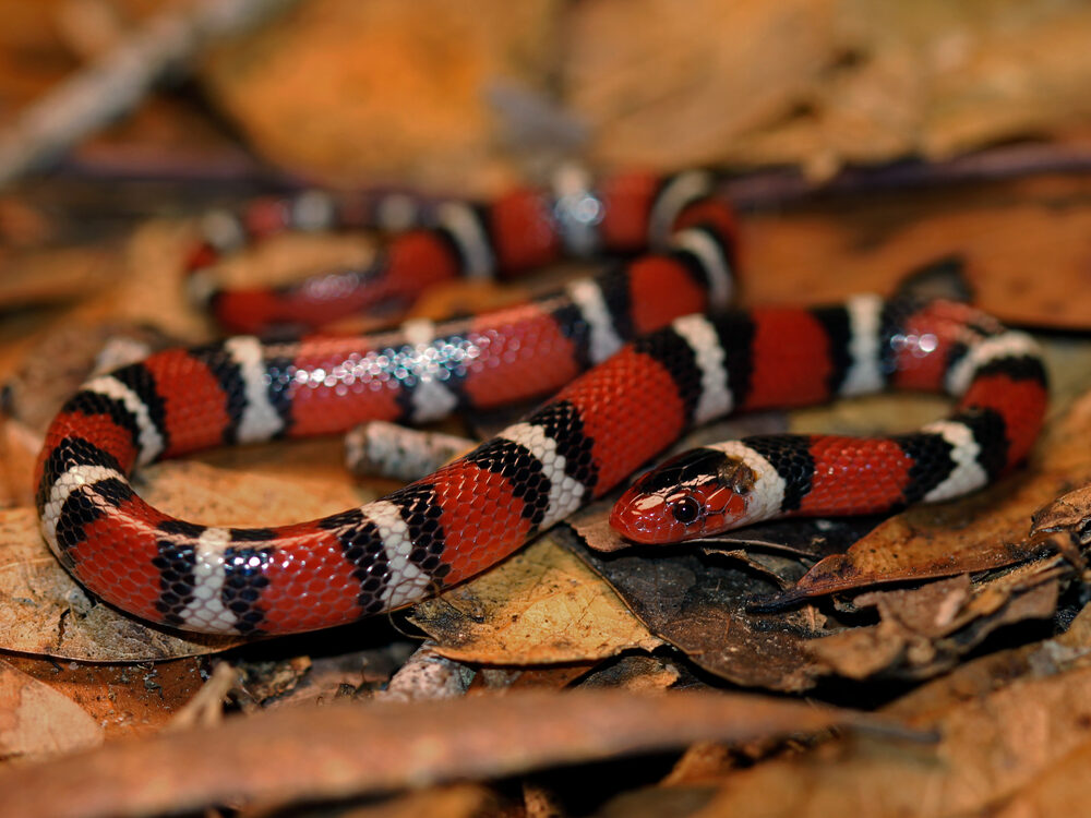 Scarlet kingsnake with red, black and yellow bands on sand