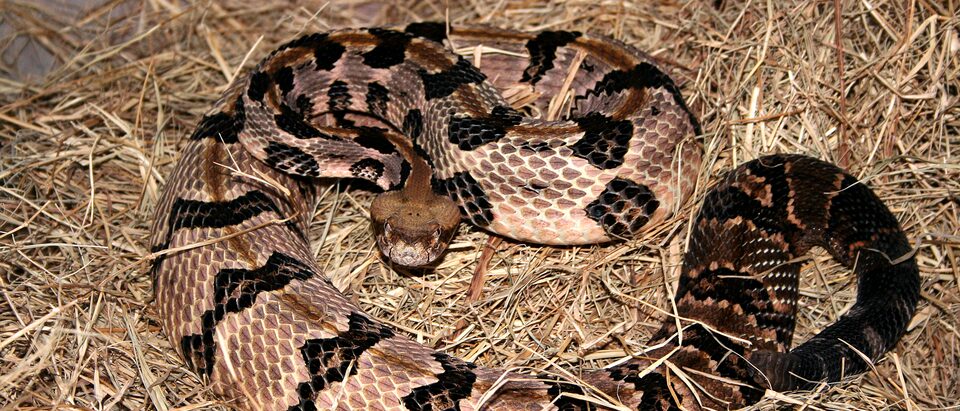Crotalus horridus CDC