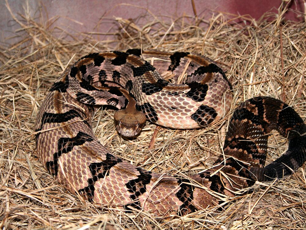 Timber rattlesnake coiled on gravel with dark chevron bands