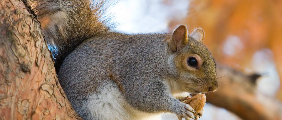 The 7 Best Squirrel Baits and Lures That Actually Work