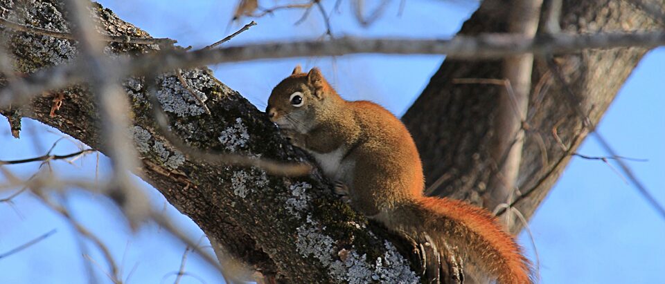 Signs of Squirrels in Your House: Identify and Remove Them