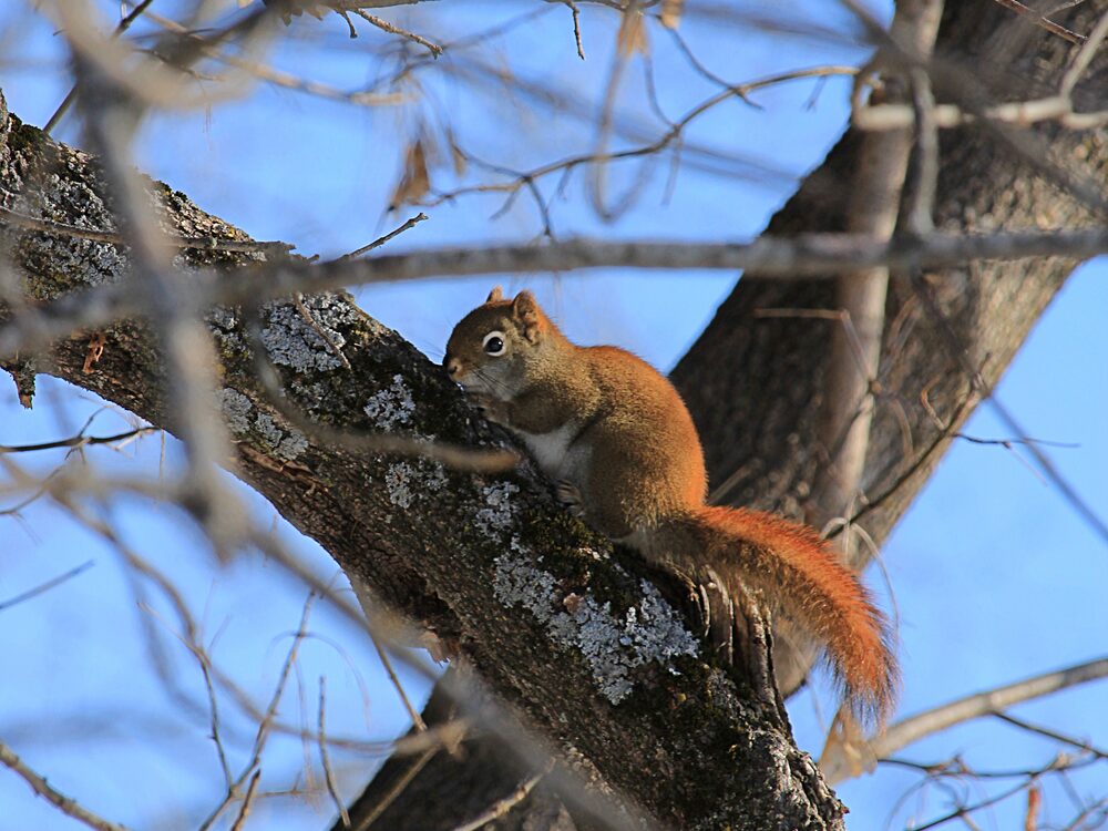 Squirrel in a tree, the same animal that moves into attics
