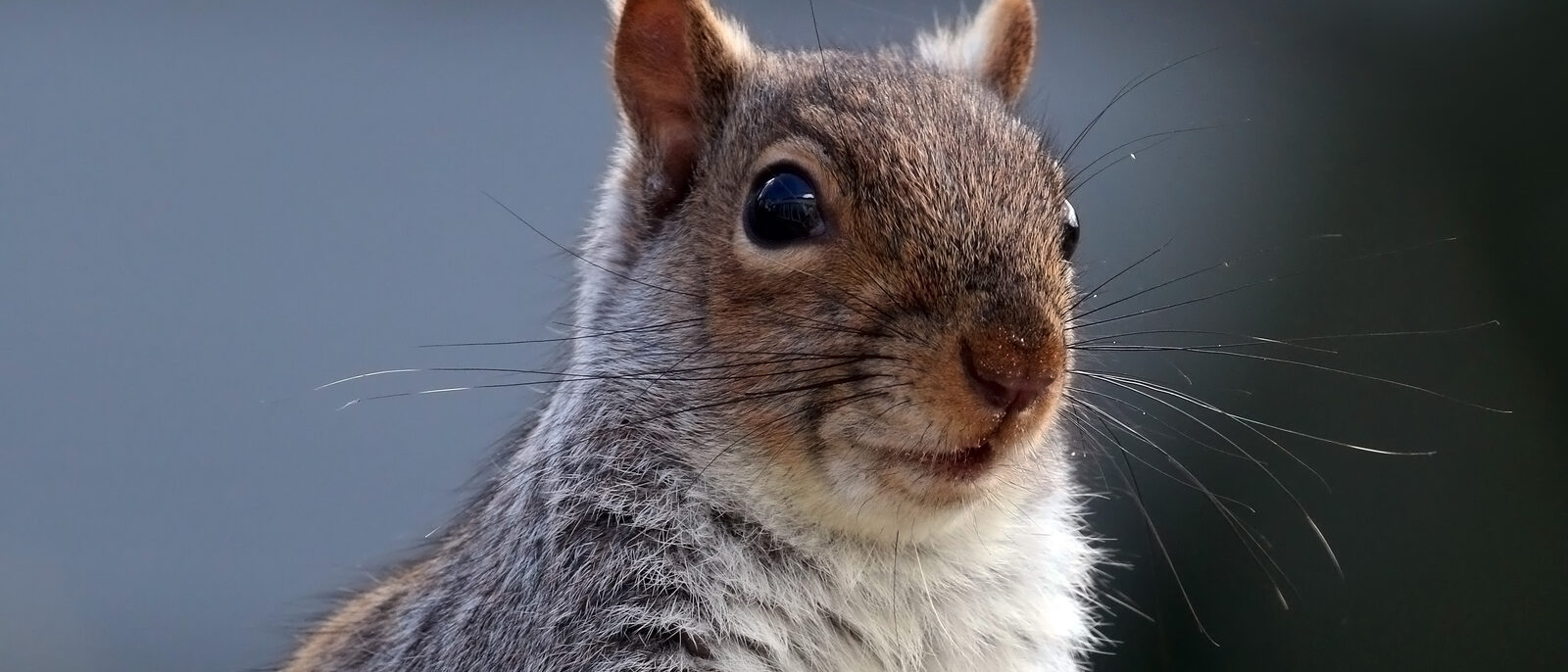 Gray squirrel (Sciurus carolinensis), Oxfordshire.