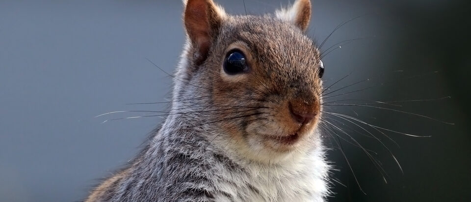 4 Best Ultrasonic Squirrel Repellents That Actually Work