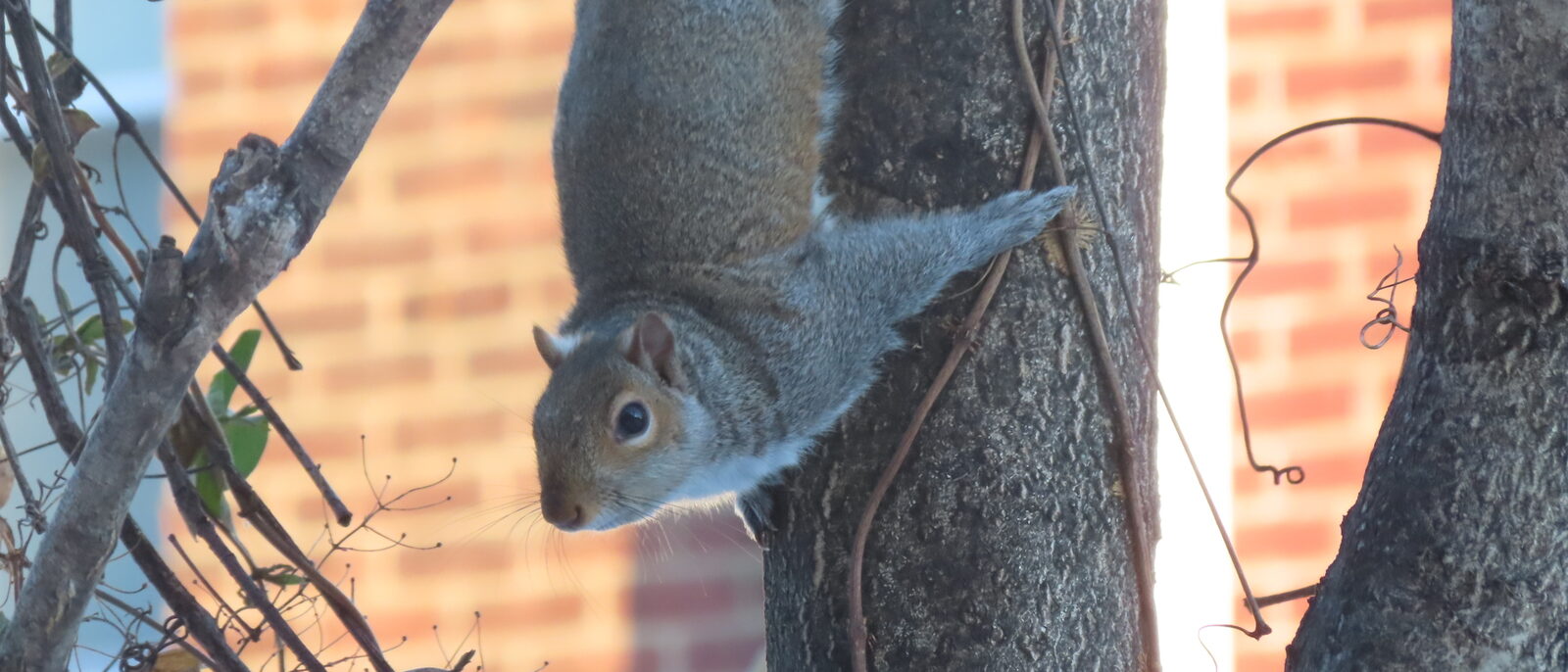 Gray squirrel climbing a tree beside a brick house