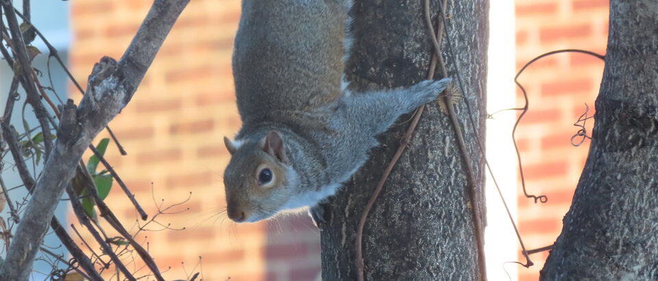 The 7 Best Squirrel Exclusion Products of 2026