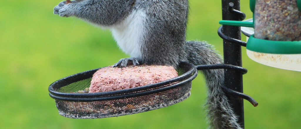 Squirrel on a bird feeder