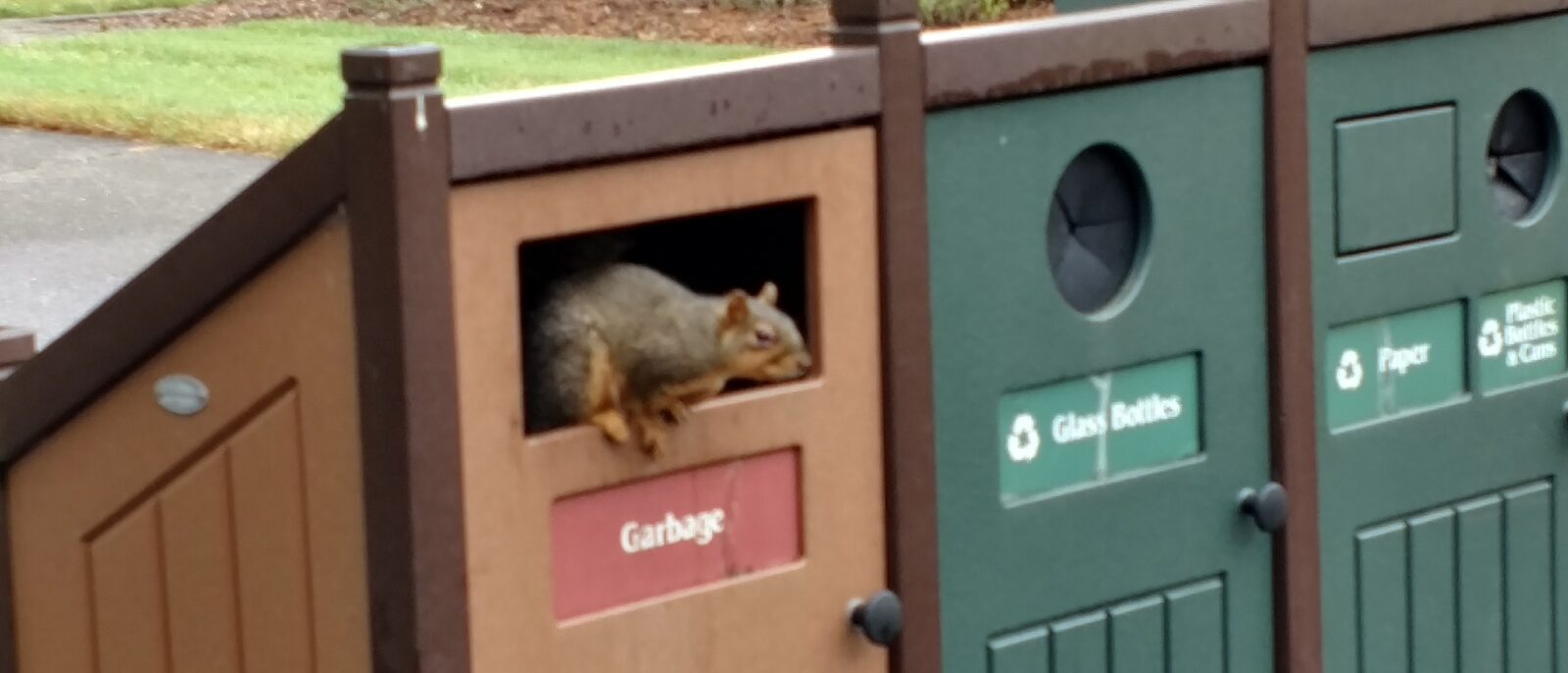 Fox squirrel climbing out of a trash bin