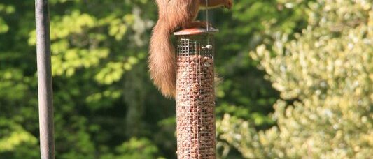 The 8 Best Squirrel Damage Repair Supplies of 2026
