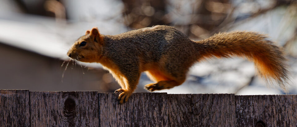 The 5 Best Squirrel Repellents of 2026: expert reviewed