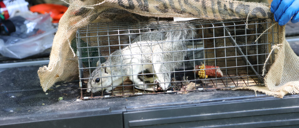 The 7 Best Squirrel Traps for Humane Removal