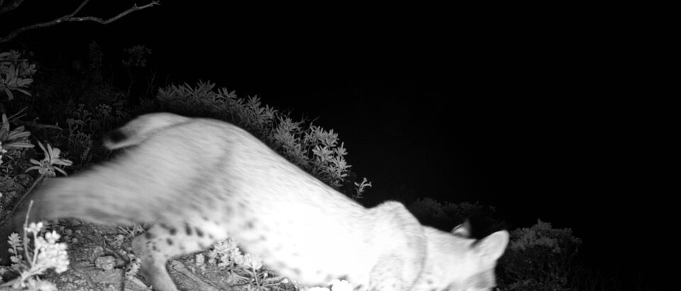 Black and white nighttime infrared image of a spotted feline with a short, black-tipped tail speeds through the frame.