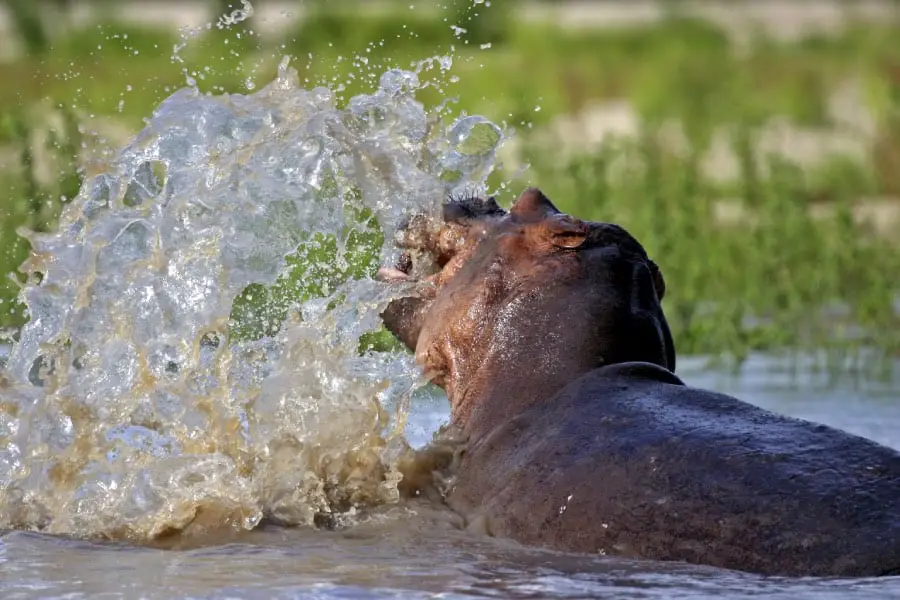 Can a hippo drown?