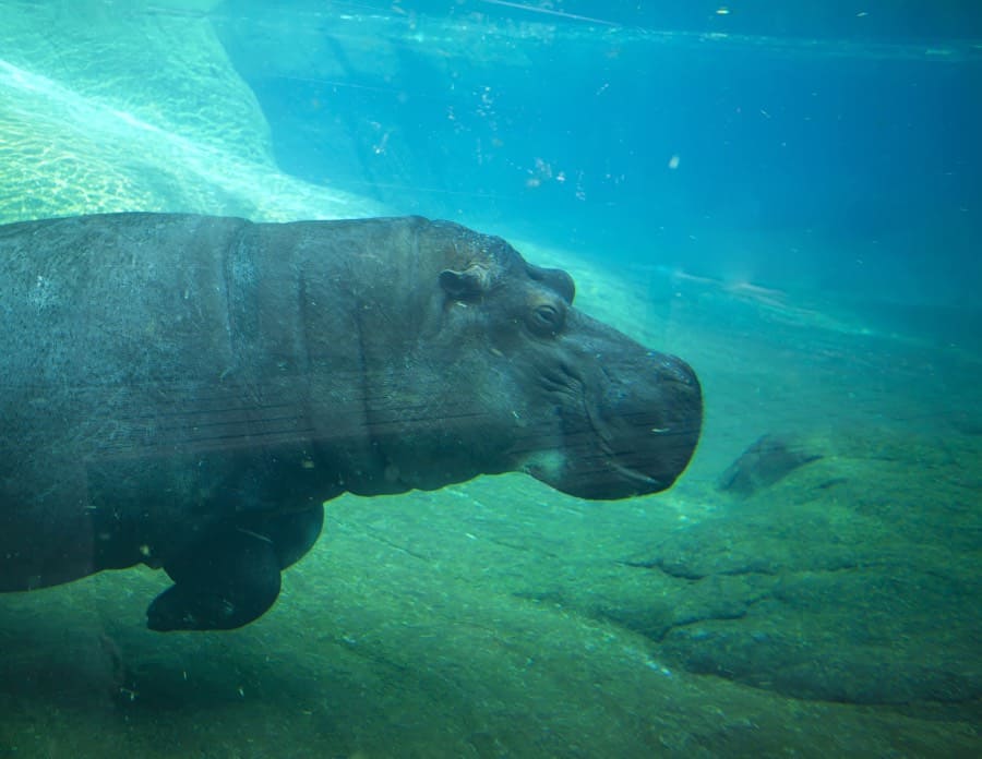 Can hippos swim long distances?
