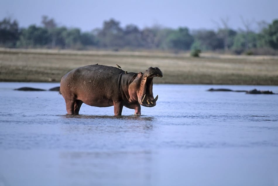 Can you outrun a hippo on land