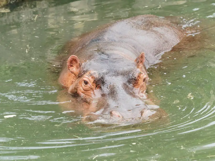 Do hippos sleep underwater