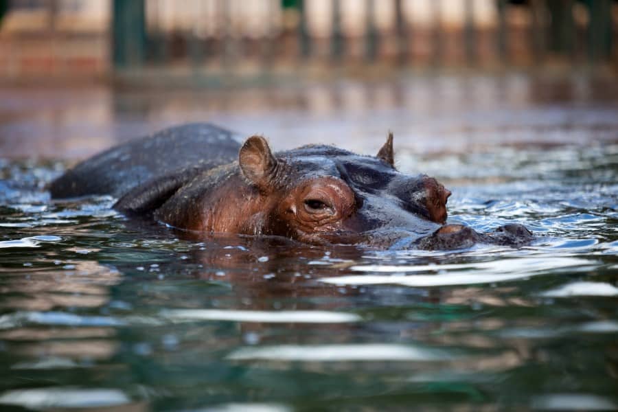 Do hippos swim or walk on the bottom?