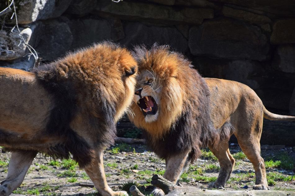 Do lions roar before attacking?