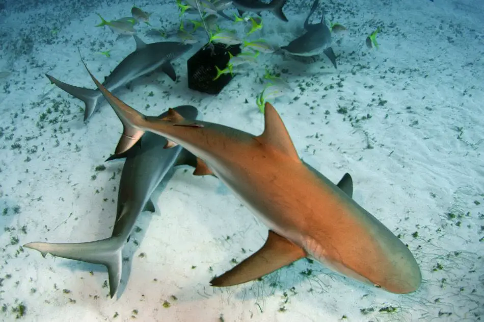 Do sharks come close to the shore when there is a lot of fish in one area?