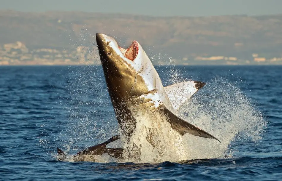 Do sharks die if they swim upside down?
