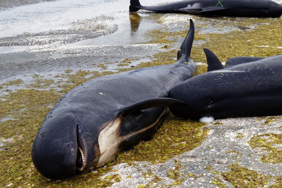 How do Whales Die? The Truth Behind Whale Death