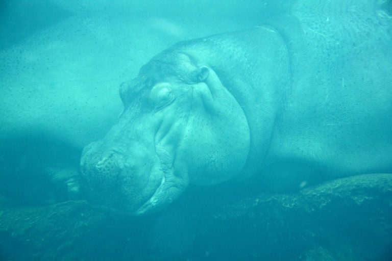 How do hippos breathe Underwater?