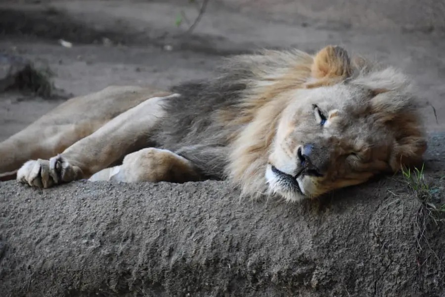 How do lions sleep at night?